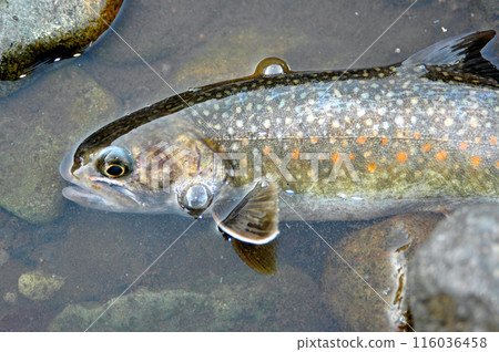 I caught a brook trout so I let it lie in the current and took this photo. 116036458