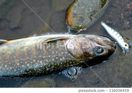 I caught a brook trout so I let it lie in the current and took this photo. I caught a brook trout so I let it lie in the current and took this photo. 116036459