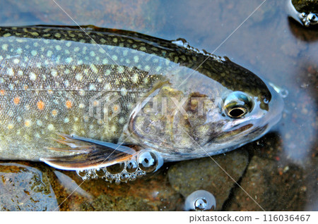 I caught a brook trout so I let it lie in the current and took this photo. I caught a brook trout so I let it lie in the current and took this photo. 116036467