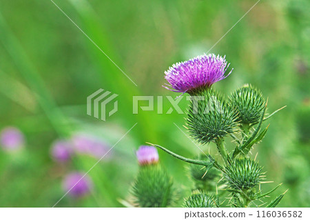 帶有刺薊的紅色花朵（夏季，六月） 116036582