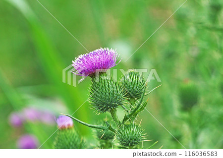 帶有刺薊的紅色花朵(夏季,六月) 帶有刺薊的紅色花朵(夏季,六月) 116036583