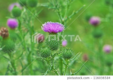 帶有刺薊的紅色花朵（夏季，六月） 116036584