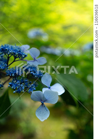 Hydrangea in the sunlight after the rain 116036618