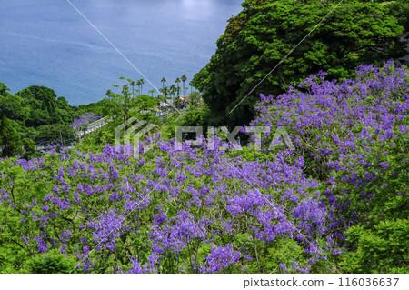 Jacaranda overlooking the sea Jacaranda overlooking the sea 116036637