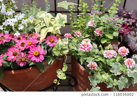 Flower arrangements and pots in front of the entrance 116036802
