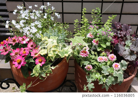 Flower arrangements and pots in front of the entrance Flower arrangements and pots in front of the entrance 116036805