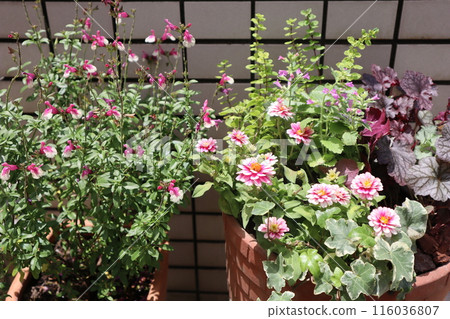 入口前種植花卉和盆栽 116036807