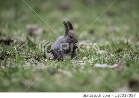 A Hokkaido squirrel eating nuts amid the fresh greenery 116037087