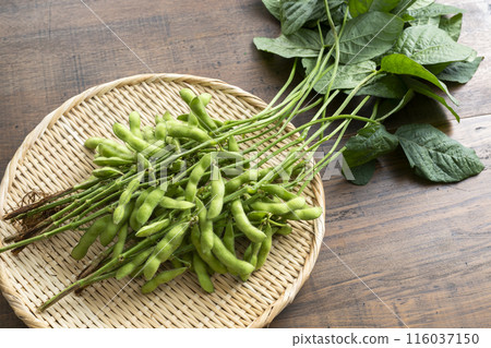 Branched edamame Branched edamame 116037150