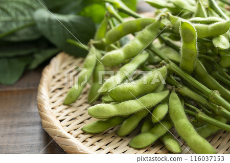 分枝毛豆 116037153