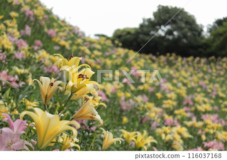Yellow lily 116037168