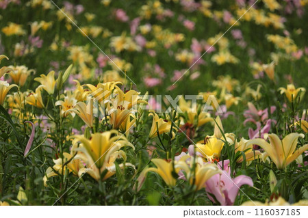 Yellow and pink lilies 116037185