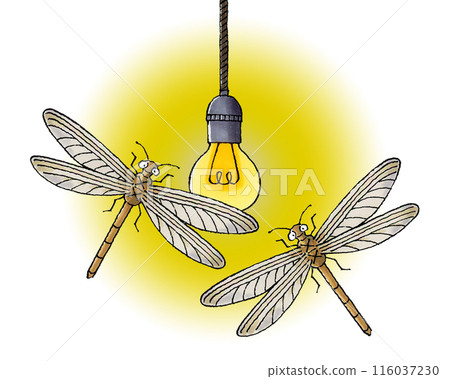 Mayflies gather around a light bulb Mayflies gather around a light bulb 116037230