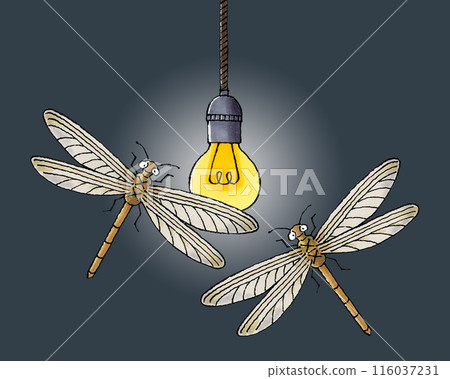 Mayflies gather around a light bulb Mayflies gather around a light bulb 116037231