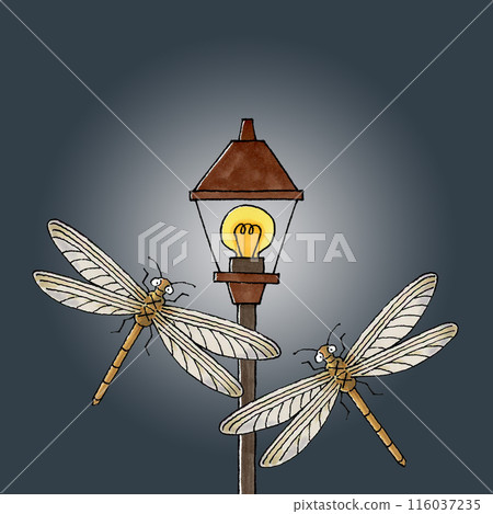 黑翅蝴蝶聚集在路燈周圍 黑翅蝴蝶聚集在路燈周圍 116037235