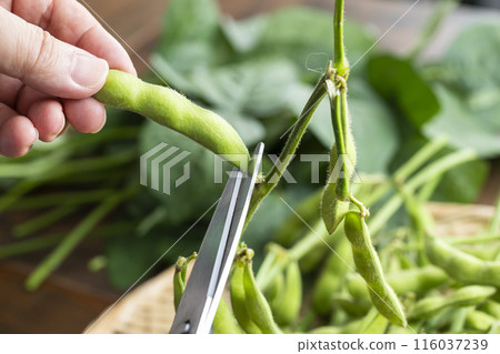 Branched edamame 116037239