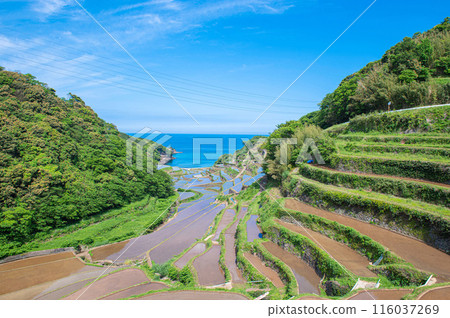 從天文台看到的濱之浦梯田 從天文台看到的濱之浦梯田 116037269
