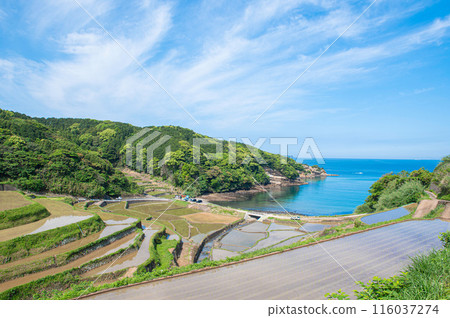 Hamanoura terraced rice fields filled with water 116037274