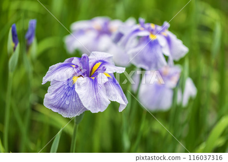 Flower of May 116037316