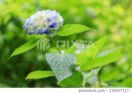 Flower of May Flower of May 116037317