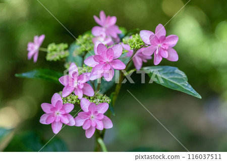 六月花 116037511