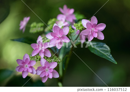 六月花 116037512