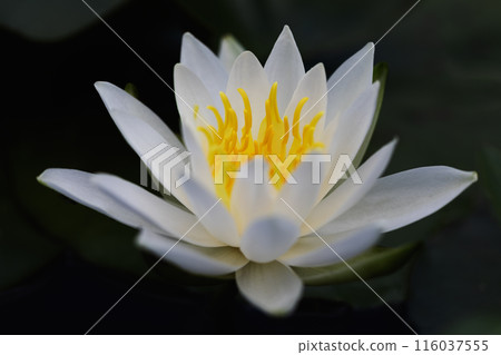 June flowers 116037555