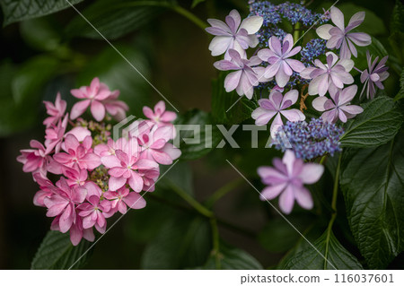 六月花 116037601