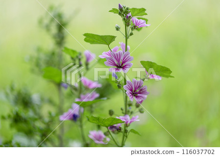 六月花 116037702