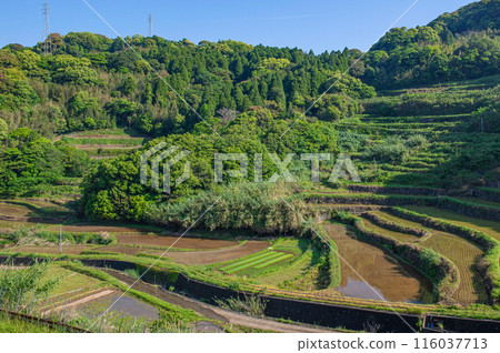 Rice terraces in Shinkiba 116037713