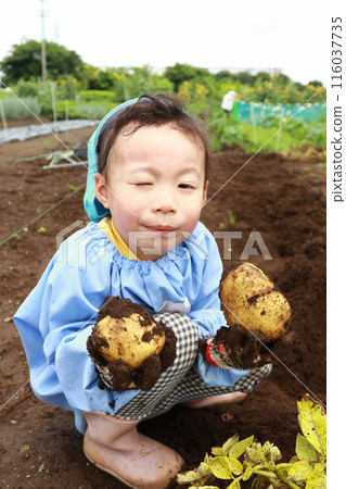 Child digging sweet potatoes, looking at camera 116037735