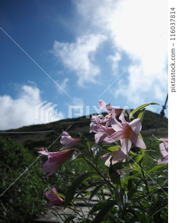 Lilies decorating the mountain trail 116037814