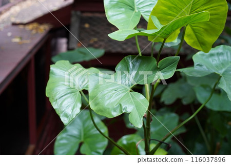 吉姆湯普森之家 吉姆湯普森之家 116037896