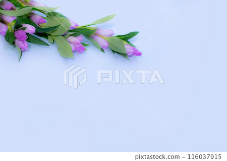 粉紅色龍膽花相框 116037915