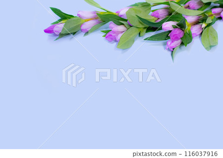 粉紅色龍膽花相框 116037916