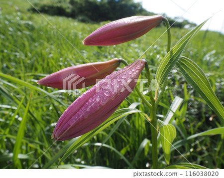 晨露和百合花蕾 晨露和百合花蕾 116038020