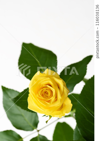 One yellow rose on a white background One yellow rose on a white background 116038136