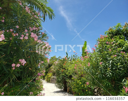 熱帶植物盛開的道路,竹富島,沖繩風景 熱帶植物盛開的道路,竹富島,沖繩風景 116038357
