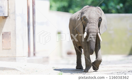 行走的大象 116038362