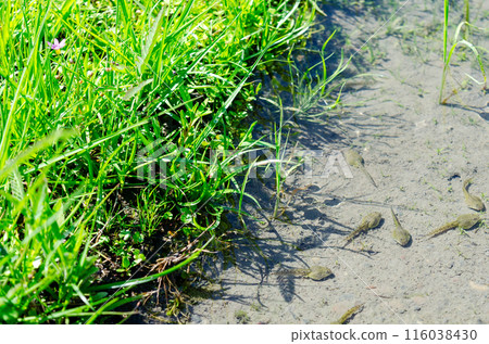 Tadpoles growing in rice paddies filled with crystal clear water Tadpoles growing in rice paddies filled with crystal clear water 116038430