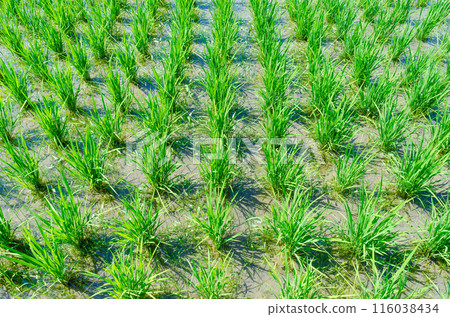 等間隔種植一個月左右的水稻 等間隔種植一個月左右的水稻 116038434