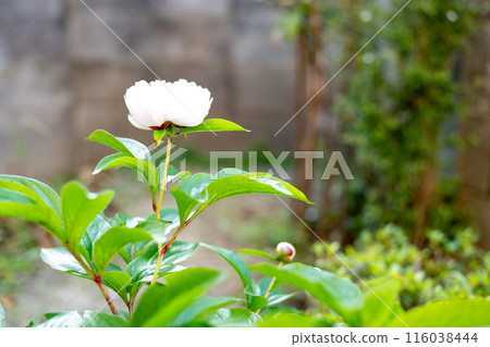 Peony flowers blooming upright on thin stems Peony flowers blooming upright on thin stems 116038444