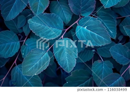 blue japanese knotweed plant leaves in wintertime, blue background blue japanese knotweed plant leaves in wintertime, blue background 116038499