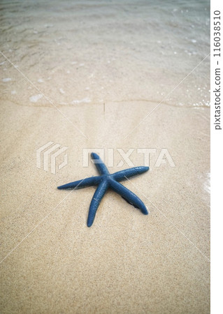 藍色海星被沖上沙灘 116038510