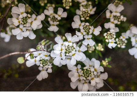 White Iberis flowers White Iberis flowers 116038575