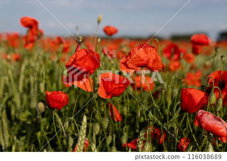 Beautiful red poppies in a field at sunset. Blooming poppy field Beautiful red poppies in a field at sunset. Blooming poppy field 116038689