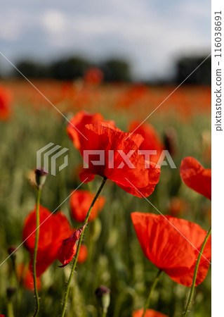 Beautiful red poppies in a field at sunset. Blooming poppy field 116038691