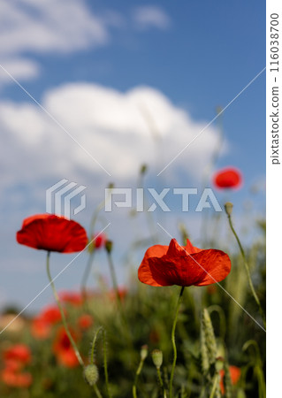 Beautiful red poppies in a field at sunset. Blooming poppy field Beautiful red poppies in a field at sunset. Blooming poppy field 116038700