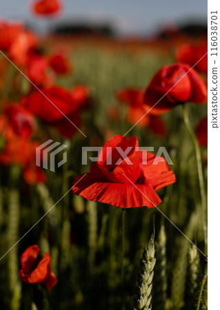 Beautiful red poppies in a field at sunset. Blooming poppy field Beautiful red poppies in a field at sunset. Blooming poppy field 116038701