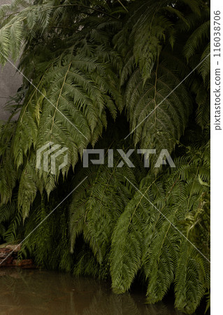 Tropical palm trees in greenhouse.Greenhouse with exotic plants.Botanical Garden 116038706